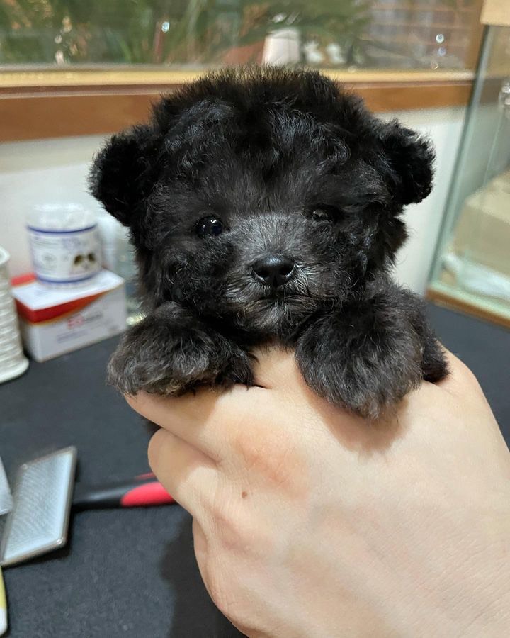 Available Puppies Toy Poodle Haven